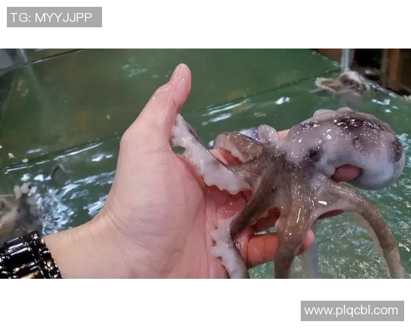 厦门这儿八爪鱼出没!“一钓一个准,比鱼还好钓!” 厦门这儿八爪鱼出没!“一钓一个准,比鱼还好钓!”